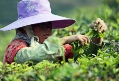 <b>全面辩驳为普洱茶坐台的“专家”们</b>